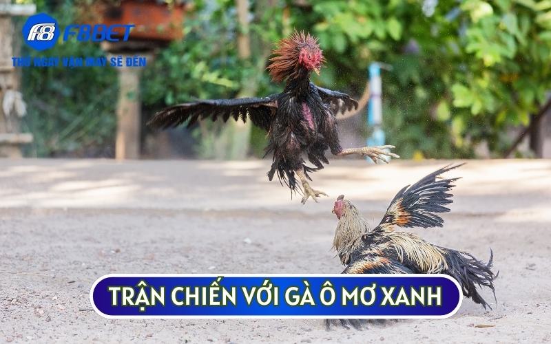 Trận chiến với gà ô mơ xanh đã chứng tỏ được sức mạnh của GÀ CHỌI TÍA KINGKONG